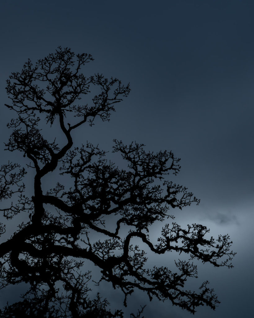An Oak tree silhouetted as the fog rolls in at night