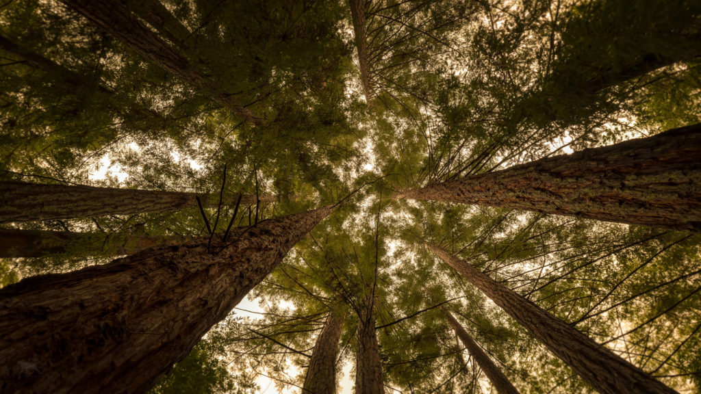 Staring up into multiple Redwood trees