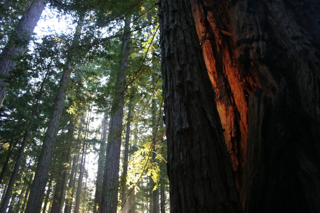 Large redwood trees at Grove of Old Trees