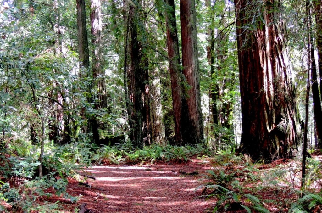 Forest path surrounded by large redwood tress at Grove of Old Trees