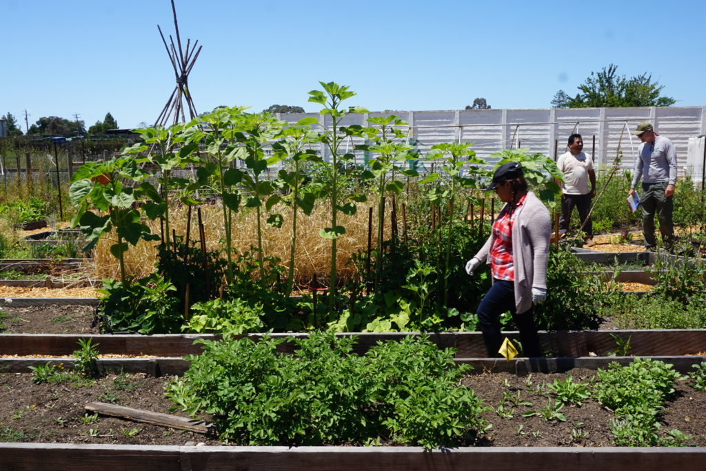 Three people gardening at Andy's Unity Park