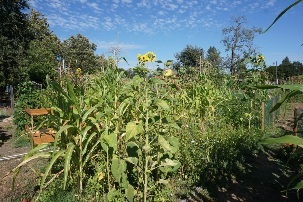 corn at bayer farm