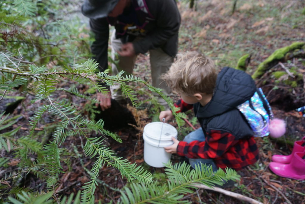 a child in a red shirt looks for salamanders underneath a douglas fir tree