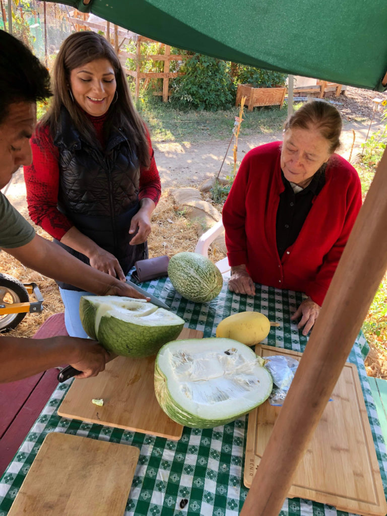 Farming for Health participants cut squash at Bayer Farm.