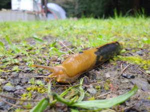 A banana slug lies on the ground in front of a leaf