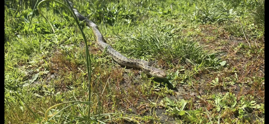 gopher snake in the grass at ocean song preserve