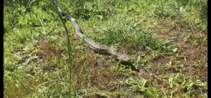 gopher snake in the grass at ocean song preserve