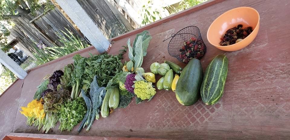 kale, squash, and other greens at Bayer Farm