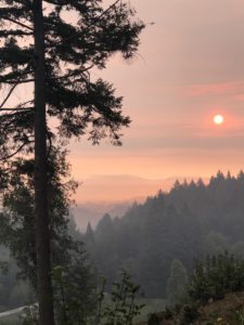 The view from Riddell Preserve during the Walbridge Fire. A tree in shadows sits close to camera and the dawn sunrise shines pink and purple with hills in the distance.