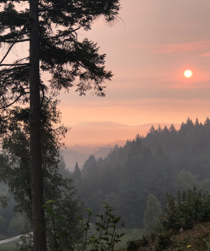 The view from Riddell Preserve during the Walbridge Fire. A tree in shadows sits close to camera and the dawn sunrise shines pink and purple with hills in the distance.