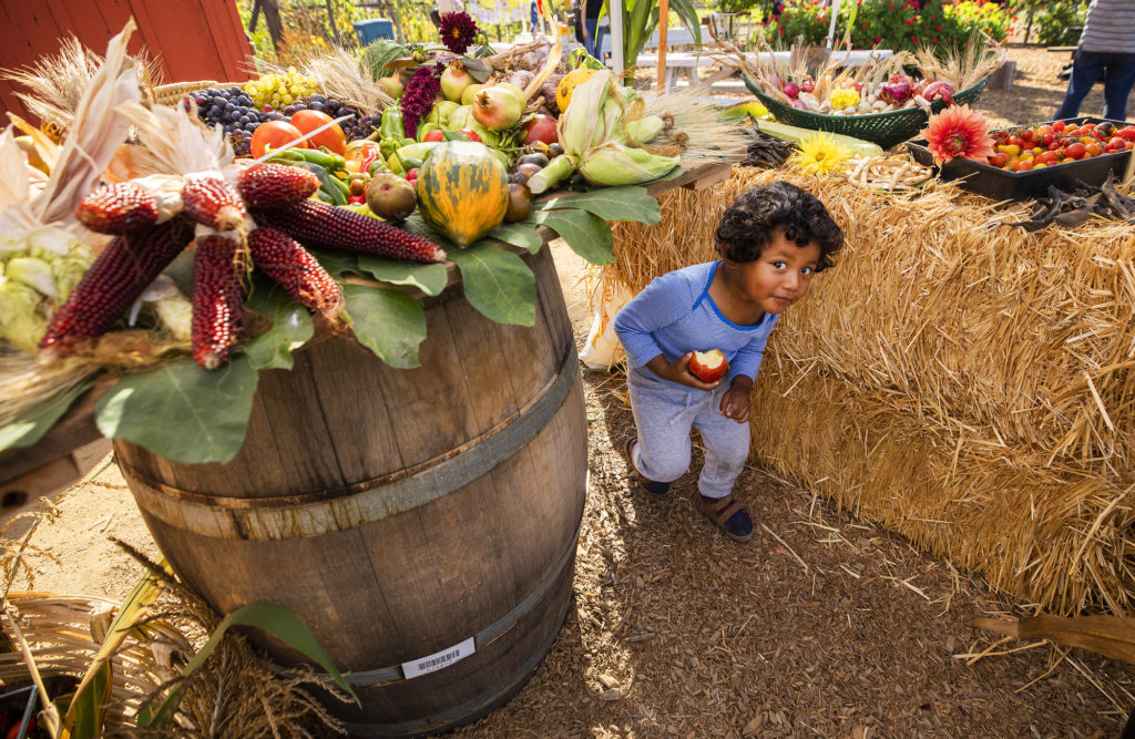 Little kid with an apple at Bayer Farm Harvest Festiva