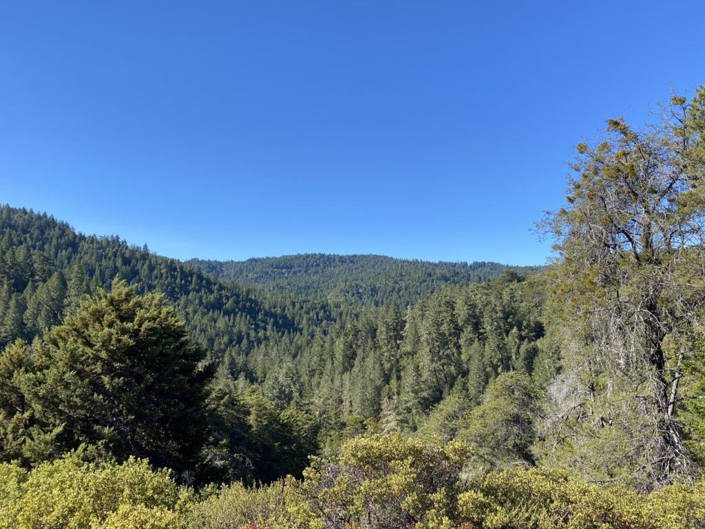 Blue skies over Bohemia Ecological Preserve