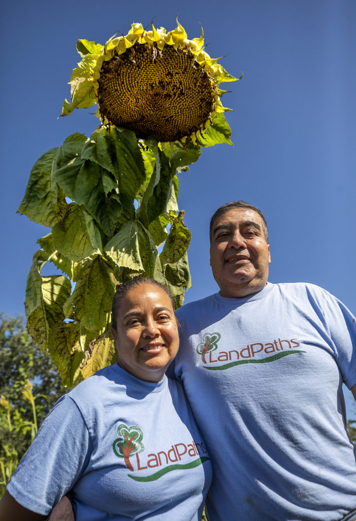 Two people in blue LandPaths t-shirts stand at Bayer Farm in front of a gigantic yellow sunflower. They are smiling. 