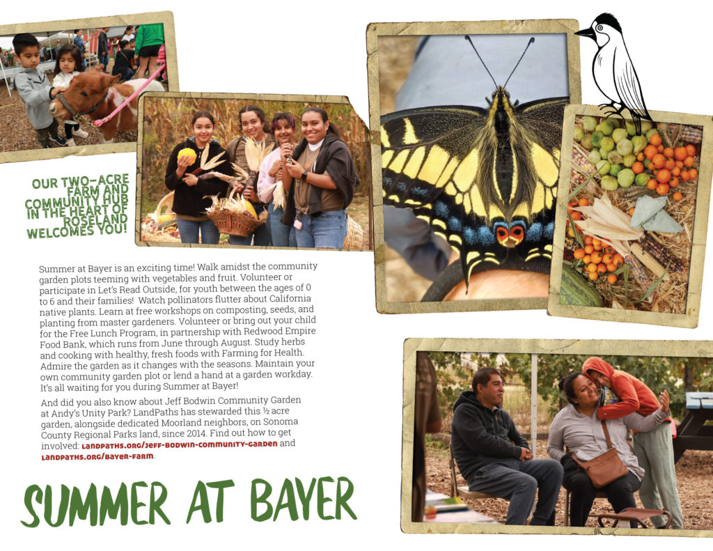 Summer at Bayer - Our two-acre farm and community hub in the heart of Roseland welcomes you! 