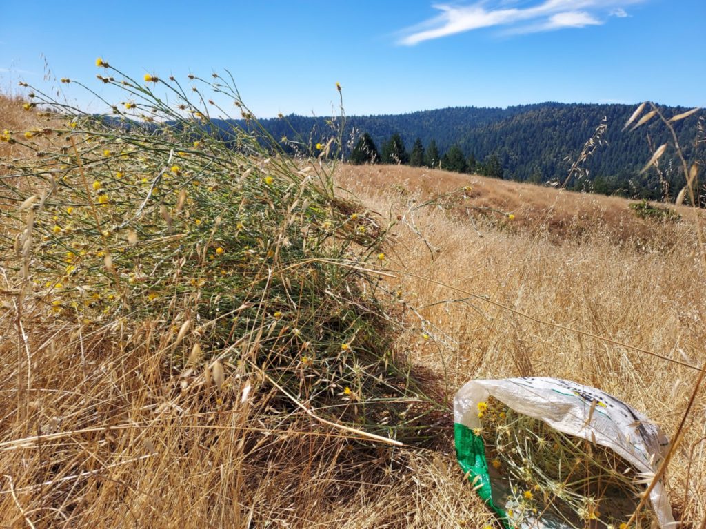 A patch of Yellow star thistle sits under a blue sky with green hills in th background. Next to the patch is a bag and a pair of gloves used to pull Yellow Star thistle.