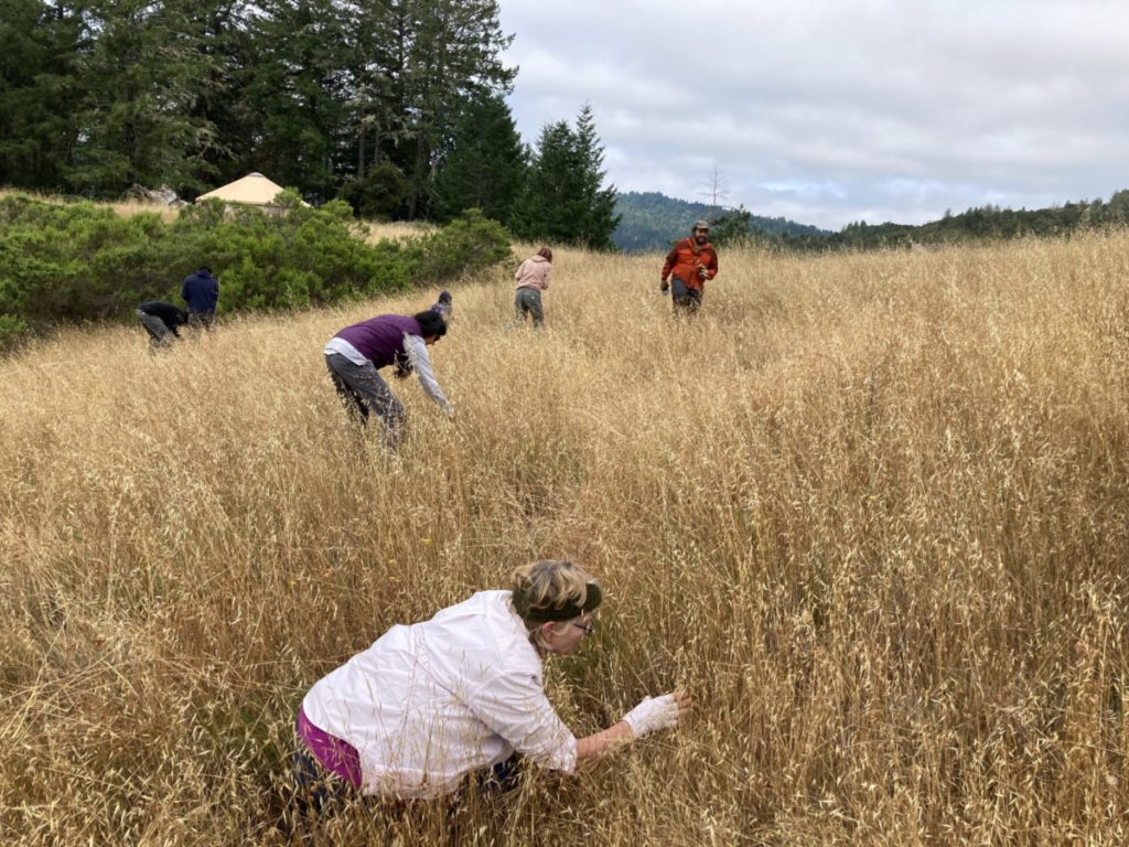 Four volunteers and LandPaths staff in a field of golden grass - native California grasslands - studying insects and the health of the grasslands.