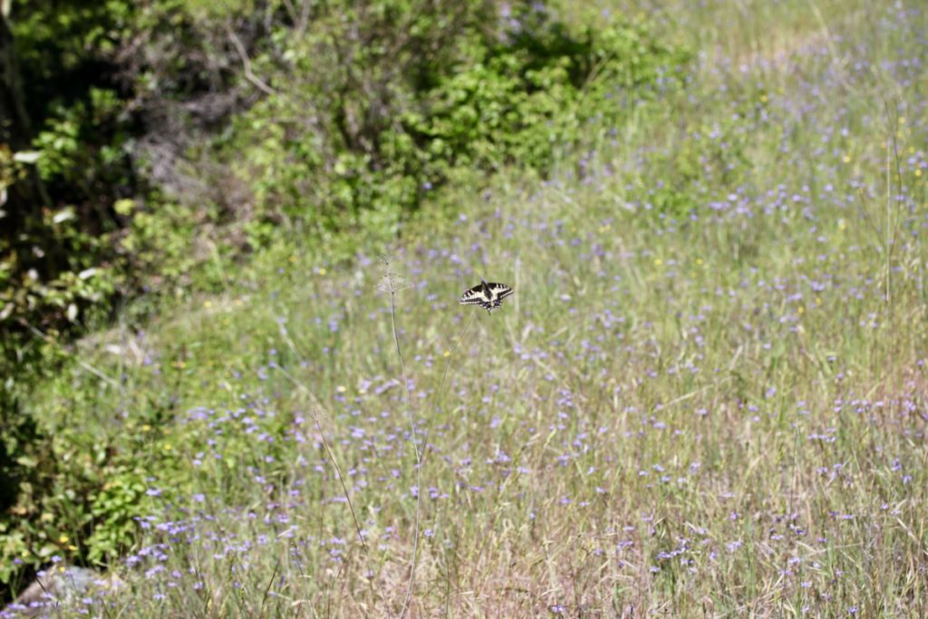 A butterfly lands on a blade of native grasslands in a field of grasslands at Bohemia Ecological Preserve, 