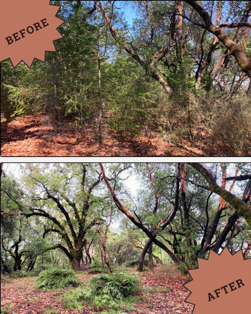 A graphic that shows the before and after the workshop in the forest of Riddell Preserve. The before shows many Doug firs and after the Doug firs have been thinned and placed in burn piles. 
