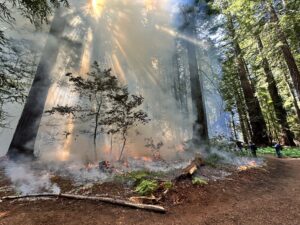 A photo of a prescribed burn at the Grove of Old Trees. Redwoods are engulged in smoke and orange flames are under the trees but not out of control.